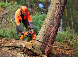 Best Lawn Maintenance Plans  in Roland, OK